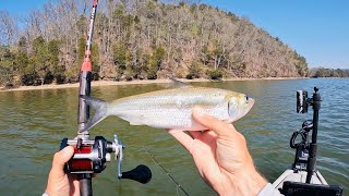 4 Hours of RAW and UNCUT Kayak Catfishing  Dragging Cut Bait on the  Tennessee River 