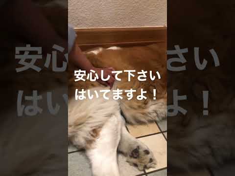 とにかく明るい安村さんのベルバージョン　安心して下さい　#セントバーナード #saintbernard #超大型犬 #dog