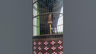 RETURN OF #HOUDINI    KING OF MAGIC....BRANJANGAN ASAL PURWOKERTO