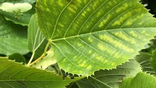 Common Lime - Leaf Close Up - June 2020
