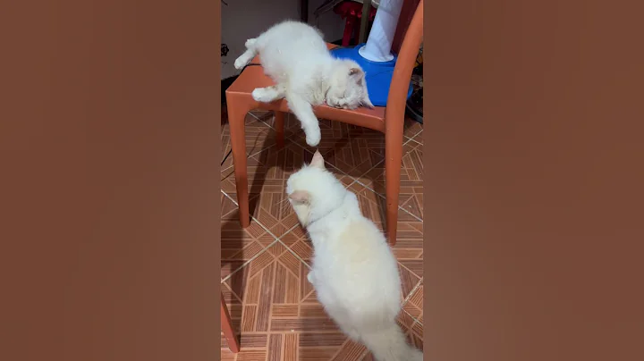 Watch the video about Couple cat 😍 #snow #linggit #cat #pets #cute #persian #3persiancats