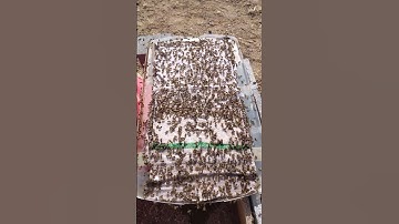 Honeybee Feeding Frenzy February