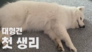[ENG SUB] The puppy began the first period. (Samoyed)