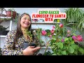 Florece tu santa rita con ingredientes organicos, te encantara #plantas