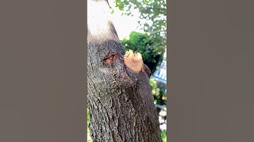 Making the RIGHT Cut - Pruning Trees