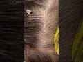 uv light hair extensions technique.