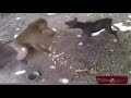Funny monkey with dog gali fight Mp3 Song