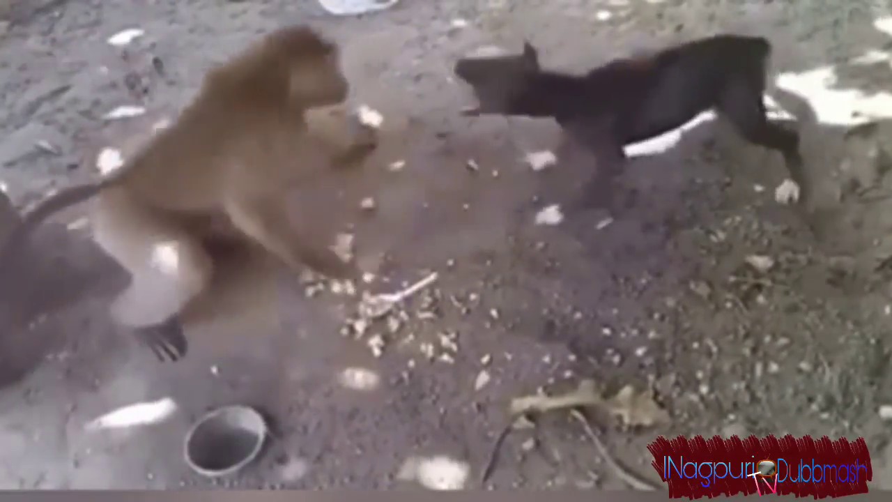 Funny monkey with dog gali fight