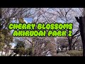 CHERRY BLOSSOMS AKIRUDAI PART 2