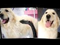 PetGroooming - Grooming Golden Retriever Step by Step #87