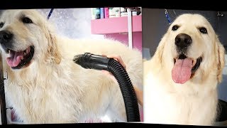 PetGroooming  Grooming Golden Retriever Step by Step #87