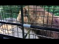富士サファリパークのジャングルバスでライオンに餌をあげる