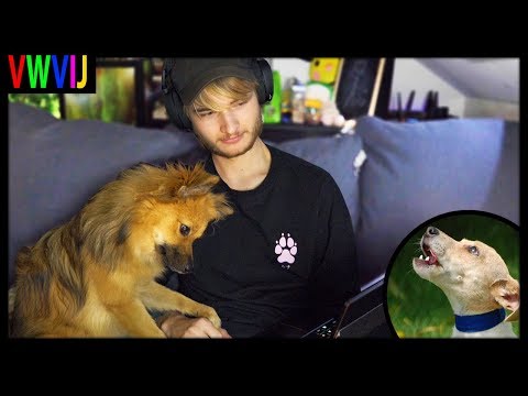 Luna REAGEERT op ANDERE HONDEN! | VWVIJ #20
