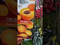Pomi fructiferi – savoare direct din grădina ta!