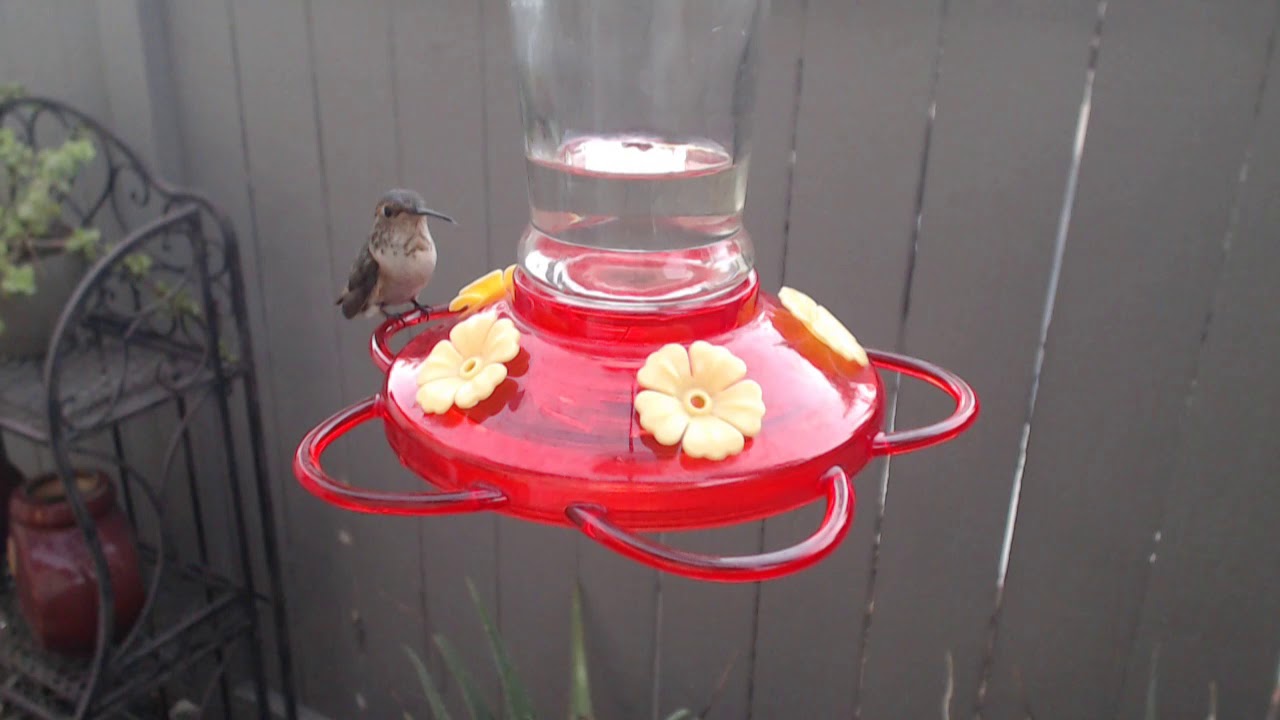 video phone beyonce mp3 Bella Hummingbird Nest Cam 08-22-2018 19:18:42 - 20:18:42
