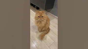 Music Song Cat 