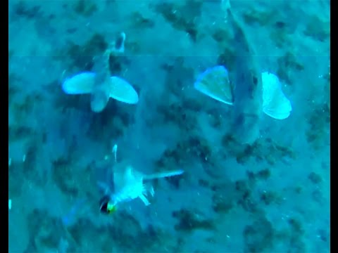 釣り水中動画 ホウボウのバイト ヒットシーン 伊豆半島 Youtube 釣り水中動画 ホウボウのバイト ヒットシーン 伊豆半島 Youtube