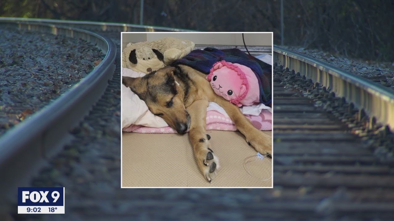 'They left her to die' Dog rescued near St. Paul railroad tracks FOX