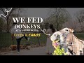 Feeding donkeys at a 5-star hotel