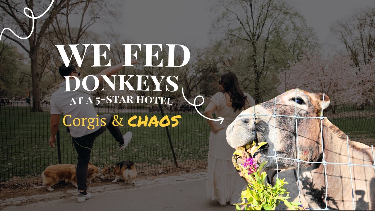 Кормление ослов в пятизвездочном отеле