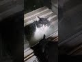 ハチワレちゃん来たよ🐱✨ #猫好き #猫のいる暮らし #野良猫