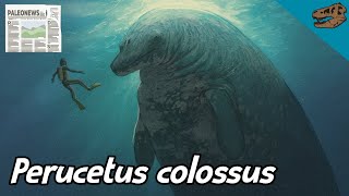 PALEONEWS: Perucetus colossus ¿el animal más grande del mundo?