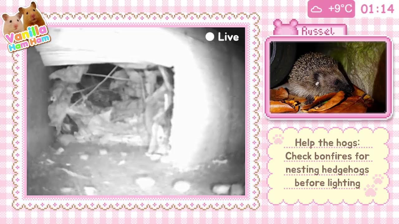 🦔 Wild Hedgehog Live Cam 🦔