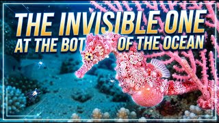 The PYGMY SEAHORSE: A Master Of Disguise In The Coral Reef | Jungle Raw