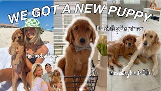 WE GOT A PUPPY! bringing home our golden retriever puppy!! by Maddie Burch 5,351 views 1 year ago 13 minutes, 46 seconds