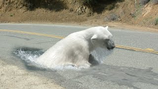 GIMP 2.8 Tutorial - Bear in the Road