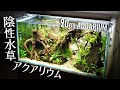 90㎝ネイチャーアクアリウムの作り方 | 流木アーチの向こうに見える岩肌 | 陰性水草水槽 | 立ち上げ方 | レイアウト