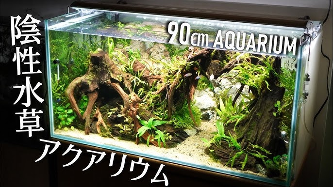 水草水槽アクアリウム 陰性 水草 水槽 立ち上げ 山谷石 レイアウト 60 水槽 Youtube