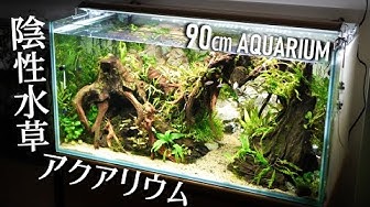 ネイチャーアクアリウム Youtube