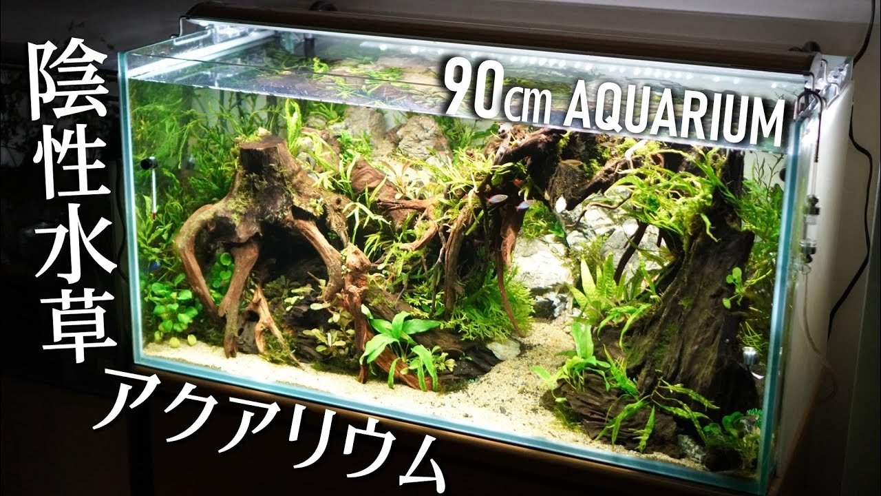 90cm Nature Aquascape Tutorial : Mountain and Wooden Arch Aquarium | How to  | Step By Step Guide