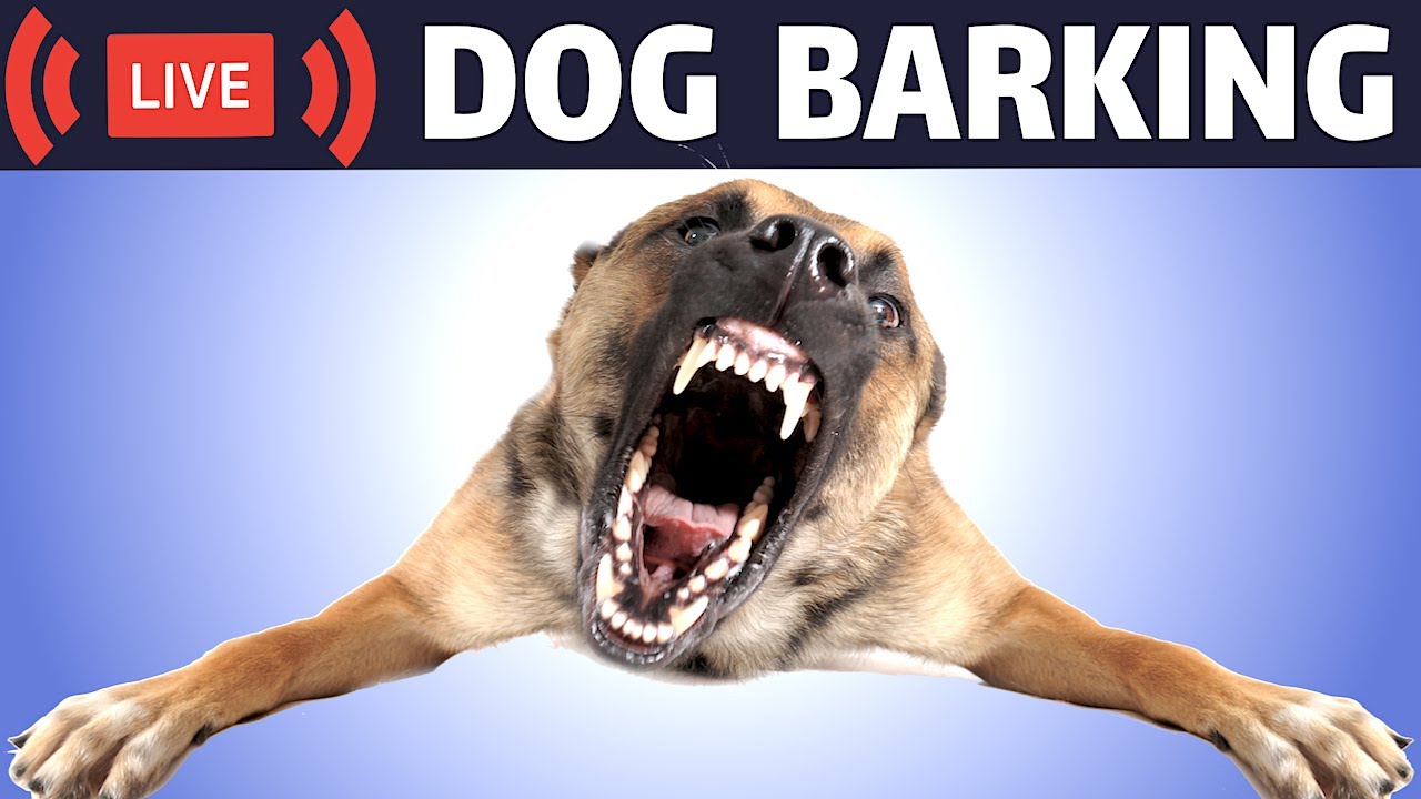 what sound will make a dog bark