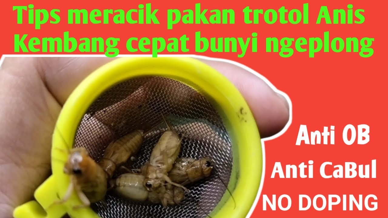Anis Kembang Trotol Cepat Bunyi Ngeplong Dengan Kombinasi Pakan Ini.