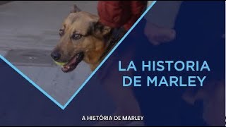 Descubre la historia de Marley