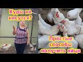 Куры не несутся? Простые способы получить яйца! Сокращаем линьку у кур осенью!