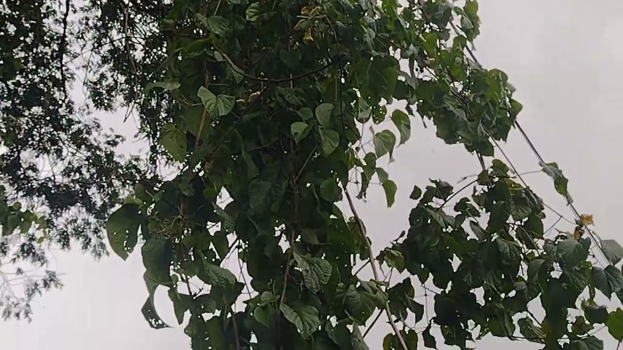 Pente-de-macaco Amphilophium