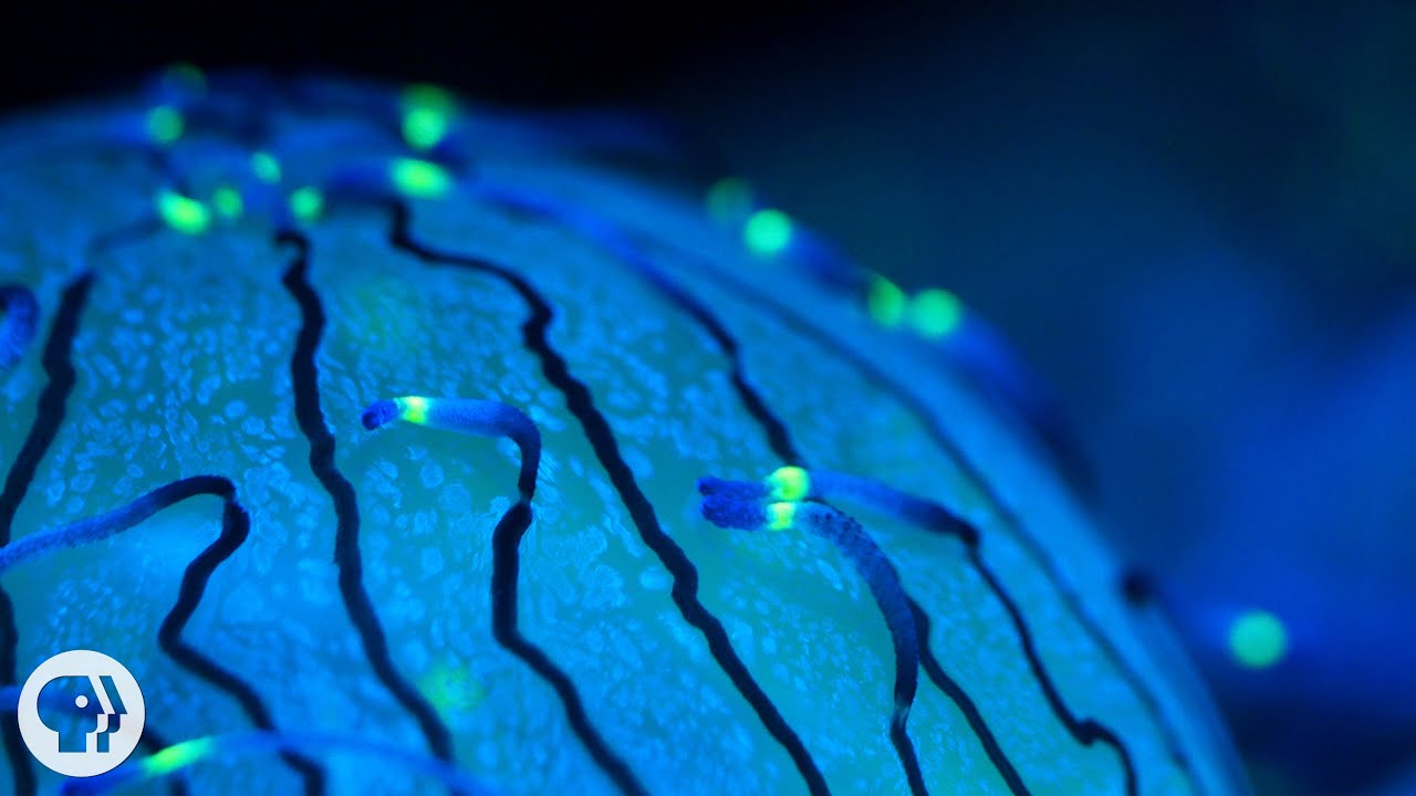 ⁣Why Jellyfish Float Like a Butterfly—And Sting Like a Bee | Deep Look