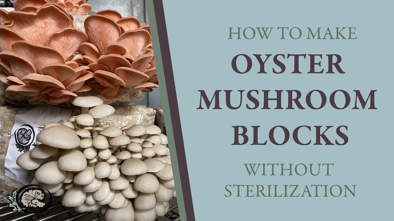 How To Make Your Own Oyster Mushroom Grow Blocks WITHOUT Sterilization Maxresdefault