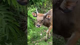 Sapi sumbing #shorts
