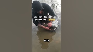 Wels Catfish: Monster Predator of European Waters! #shorts