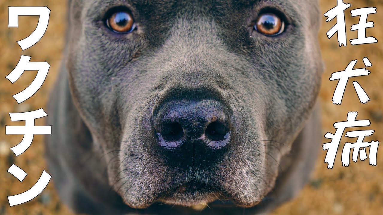 Pit Bull] Dad's Report - YouTube