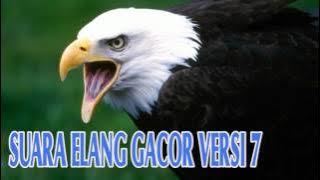 Download Suara Materan Burung Elang Gacor Versi 7 Full HD