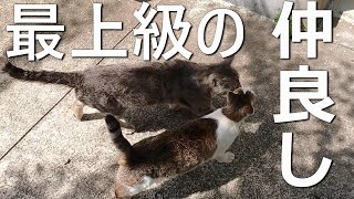 【急接近】庭で過ごしている猫達が過去一番に仲良しだった日