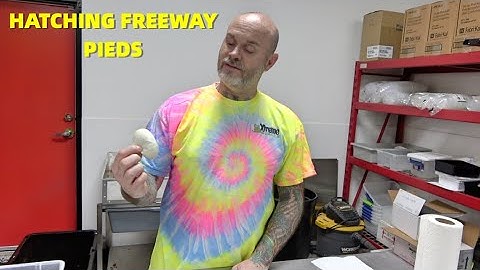 Insane Ball Python Clutches! Freeway Pied