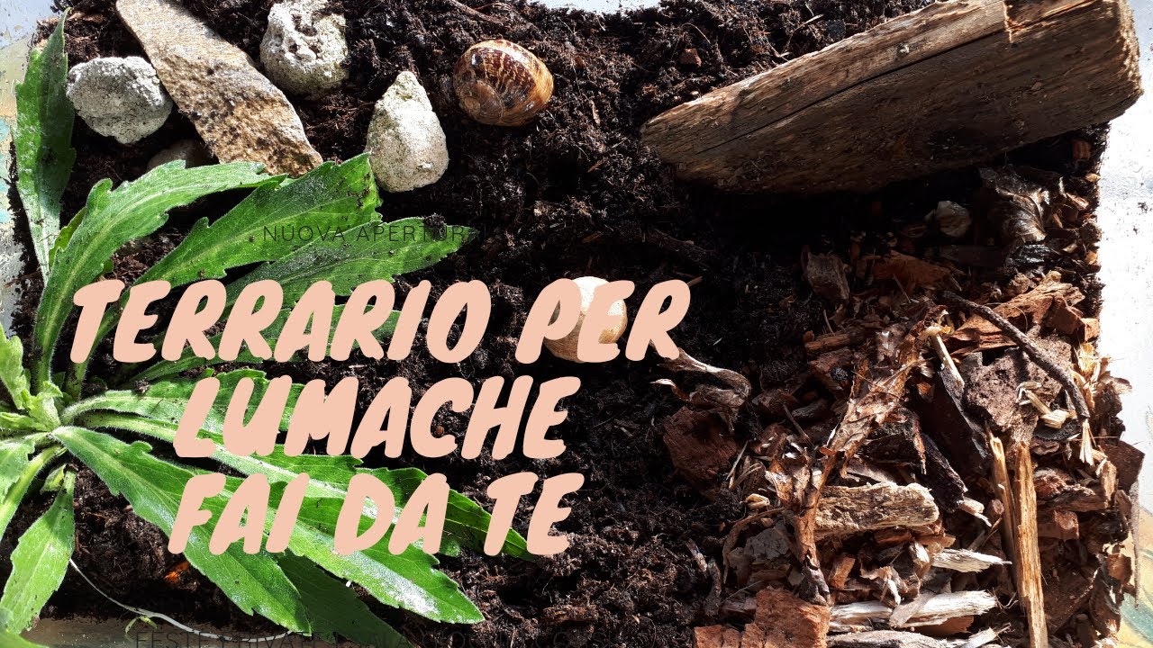 Terrario Acrilico 10x10x10 Cm - Per Insetti, Ragni E Piccoli Animali - Foto 9