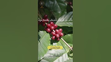 #القارئ_أنور_أبو_مسلم #القرآن_الكريم  #راحة_نفسية