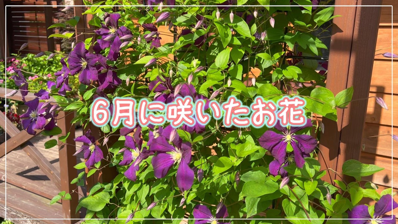 お花紹介] 6月に咲いたお花 - YouTube